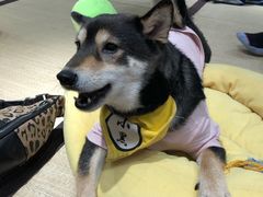 -逗柴咖啡屋·狗咖猫咖宠物桌游