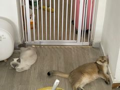 -猫大福·Fortune Cat猫舍(百子湾店)