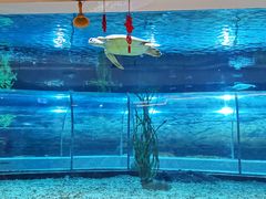 -绍兴梦享海洋公园