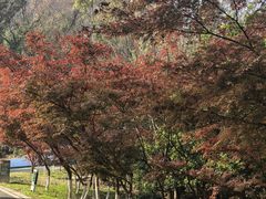 -南京市江宁方山