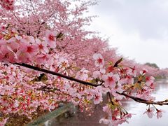 -顾村公园
