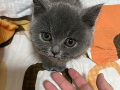 -欣宠猫屋·矮脚拿破仑·蓝金金渐层