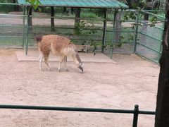 -青藏高原野生动物园