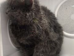 -猫爷宠物生活馆·撸猫馆