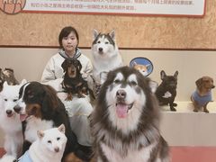 -和它·交个朋友·狗咖猫咖(爱琴海店)