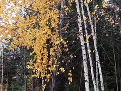 -五营红松林海景区