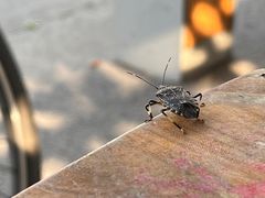 -嘉北郊野公园