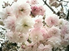 -天适樱花悠乐园