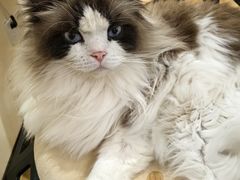 -滚猫咖啡·猫咖·猫友好撸猫(未来城店)