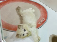 -青奢宠物·青奢猫舍