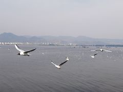 -海埂大坝