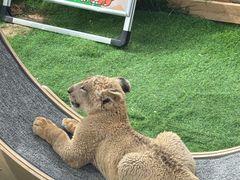 -鄂尔多斯野生动物园