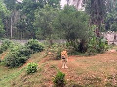 -海南热带野生动植物园