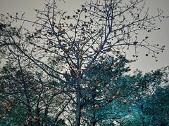 -福神岗公园