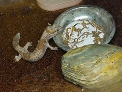 -上海大自然野生昆虫馆