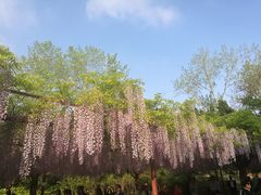 -嘉定紫藤园