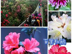 -贵州百里杜鹃风景名胜区