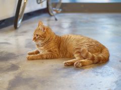 -猫里有甜