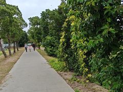 -上海长兴岛郊野公园