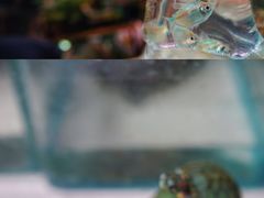 -万商花鸟市场