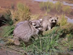 -陕西自然博物馆