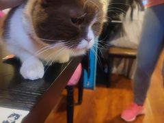-猫小院猫主题咖啡厅(北锣店)