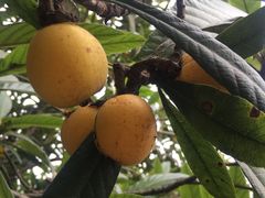 -塘栖枇杷特色园区