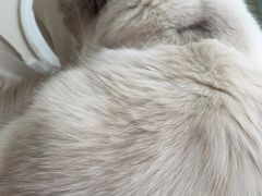 -怪兽屋·羊驼·猫咖·狗咖(俊华广场店)