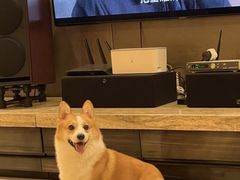 -萌宠之家·腊肠犬·马尔泰·小体犬舍