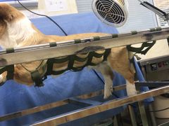 -康乐宝动物医院