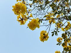 -洲头咀公园