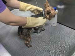-北京观赏动物医院·24小时大型综合·猫专科·异宠专科