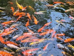 -海南槟榔谷黎苗文化旅游区