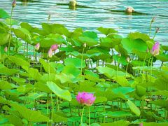 -天鹅湖体育公园