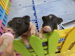 -萌宠亲子动物乐园(槐房万达店)