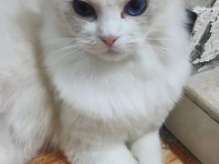 -小呆的宠物店·宠物售卖·宠物寄养(城西店)