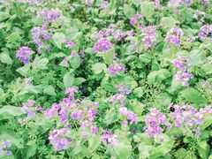 -长兴太湖图影湿地文化园