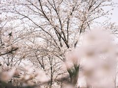 -上海辰山植物园