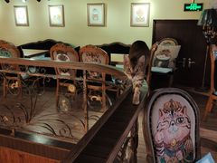 大堂-more than meow吴止猫主题餐厅(承德 中船汇店)