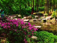 -上海共青森林公园