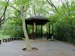 -上海滨江森林公园