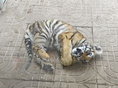 -西霞口神雕山野生动物世界