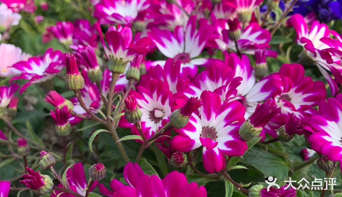 百花齐放