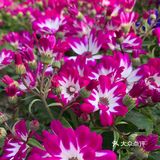 百花齐放