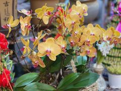 -双季花艺园艺市场(浦东店)