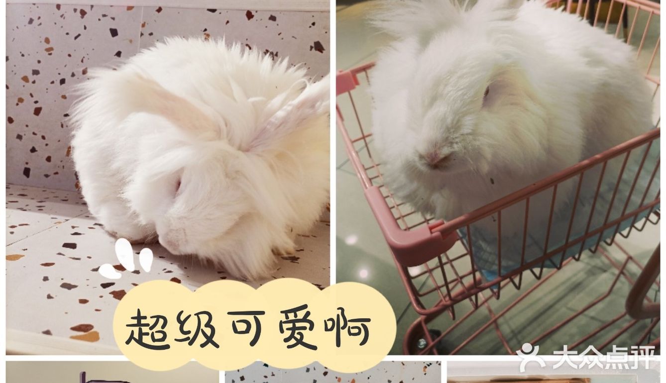 我是一只可爱的兔兔