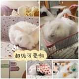 我是一只可爱的兔兔