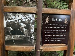 -十八棵（老龙井）御茶园(老龙井店)