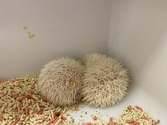 -浣熊柯尔鸭土拨鼠·电玩咖