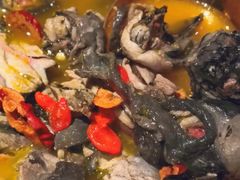 -Darling Queen·Mini·Live·House